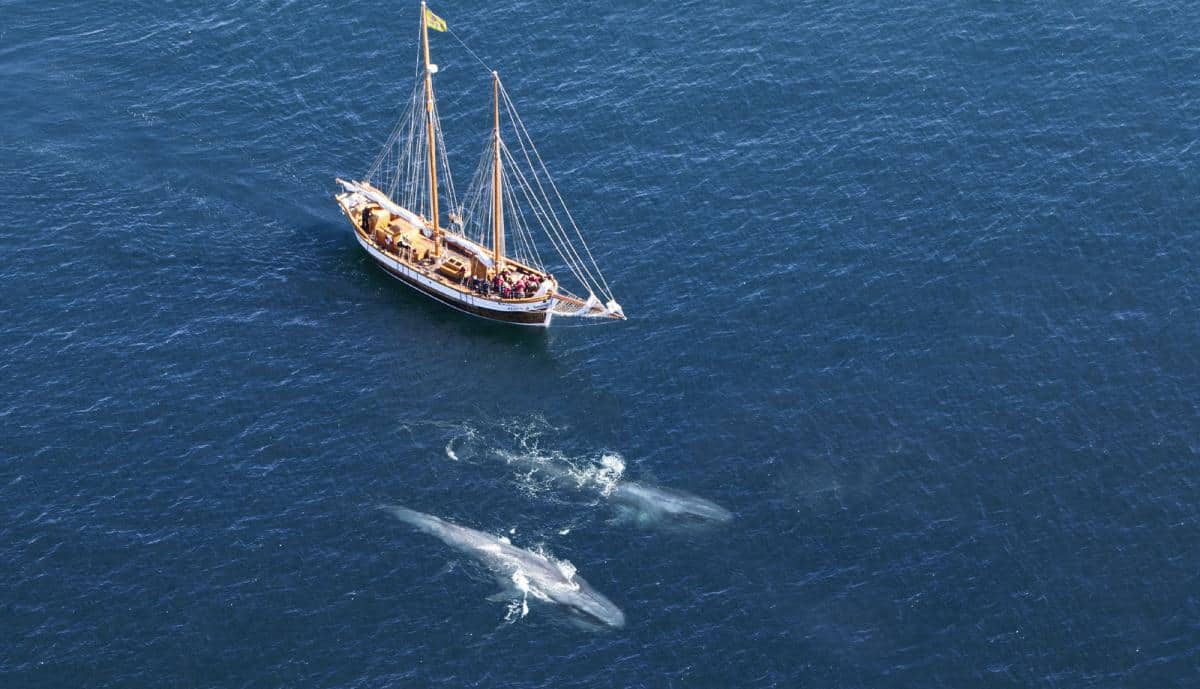 Blue whales alongside Icelandic schooner Hildur. Photo from North Sailing
