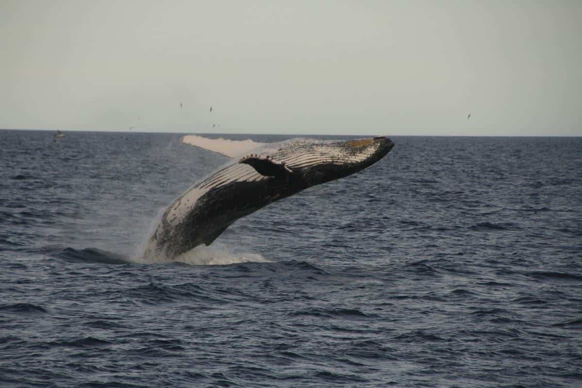 Humpback whale doing a backflip. Photo Debbie Purser