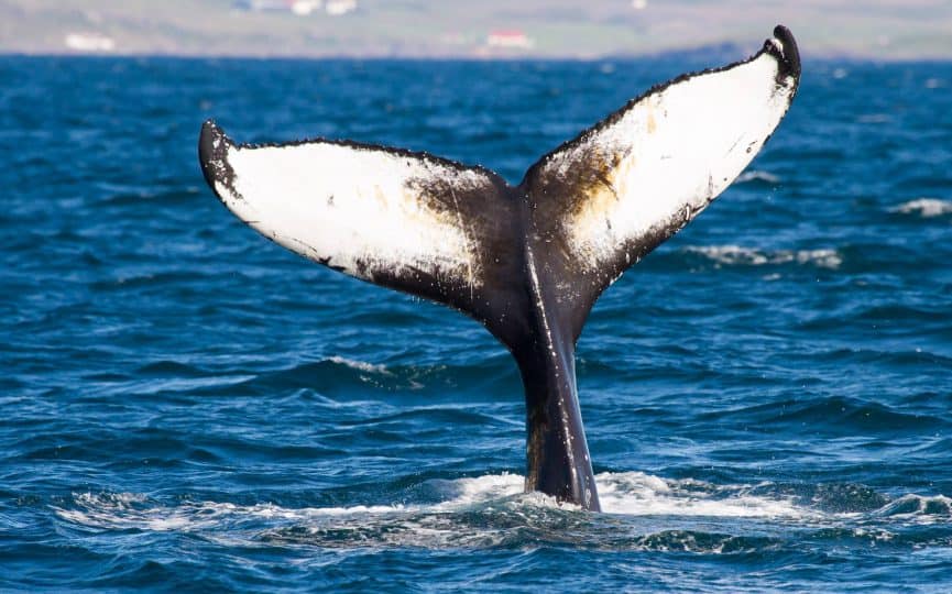 Humpback whale going down off Iceland by Maria Cerrudo