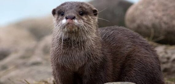 Otters in Scotland are very shy