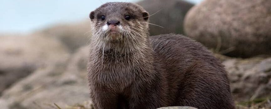 Otters in Scotland are very shy