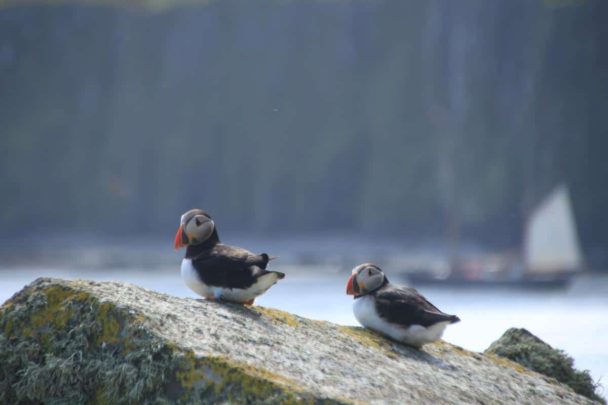 Puffins on the Shiant Islands in NW Scotland