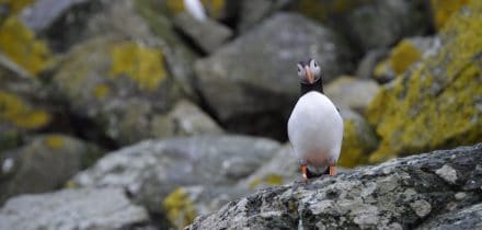 scottish wildlife cruise on leader