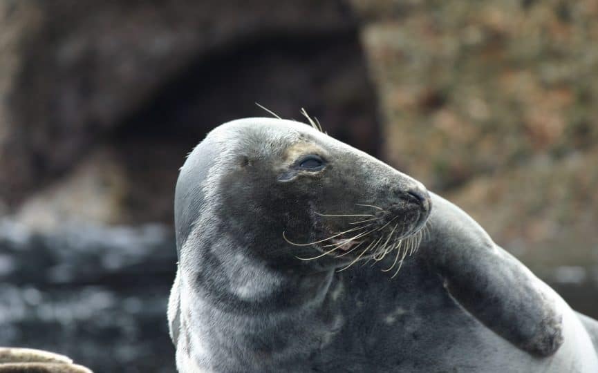 Western grey seal on Scilly by Will Wagstaff