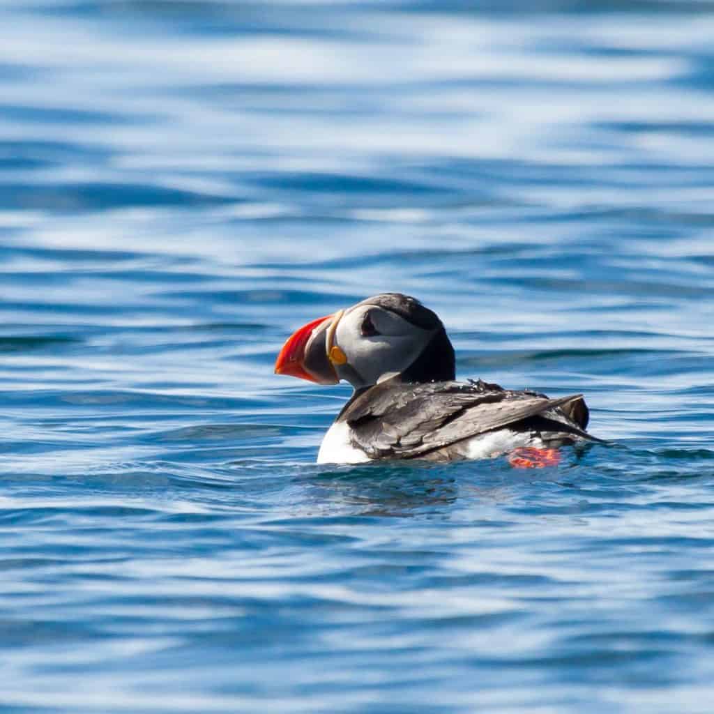 puffin by Maria Cerrudo