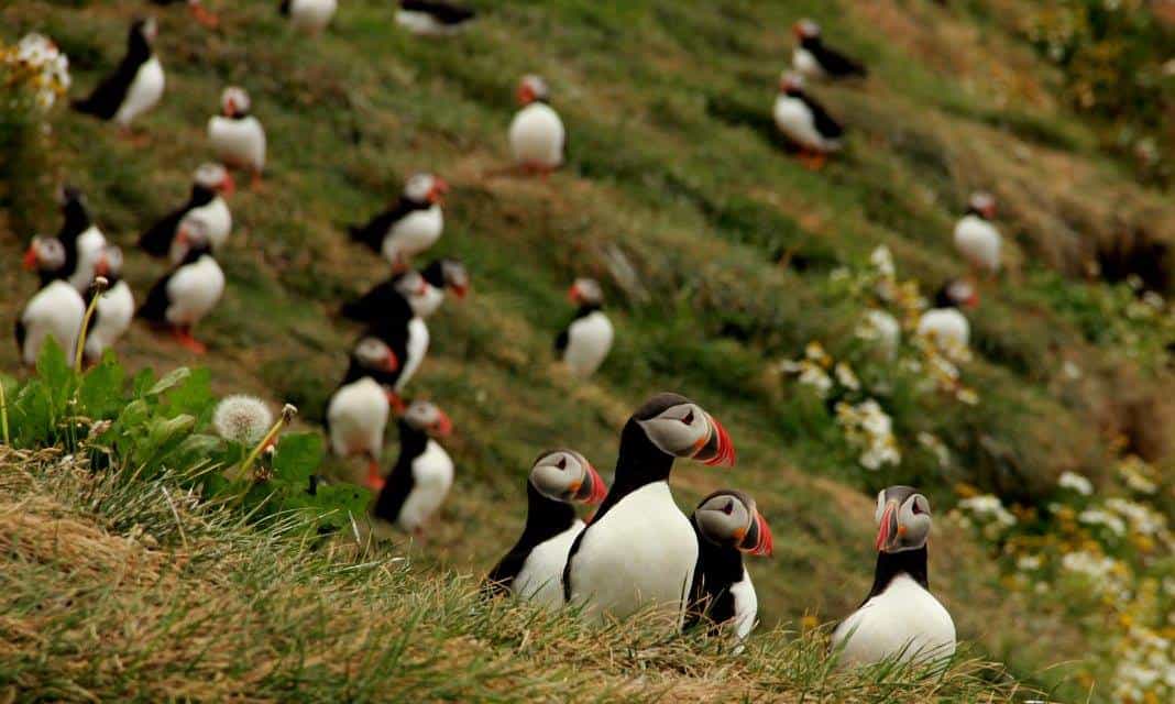 Puffin colony in Iceland