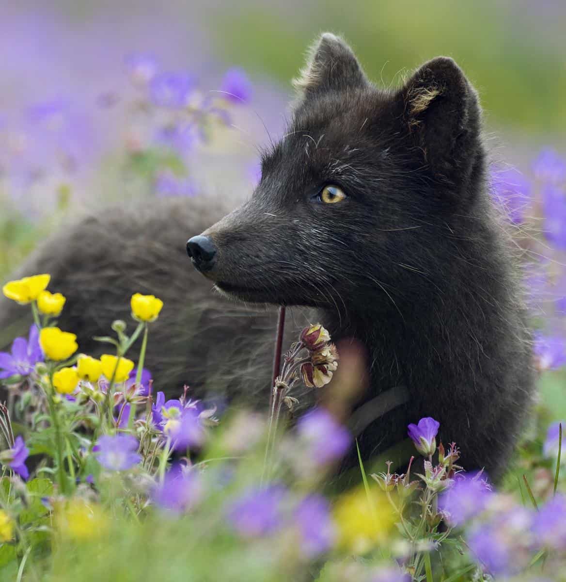 arctic fox in the North West Fjords of Iceland