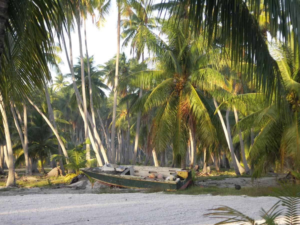 palm trees and coconuts - caribbean beach landings