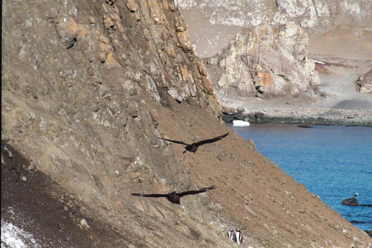 skua cruising for eggs in South Shetland Penguin colonies