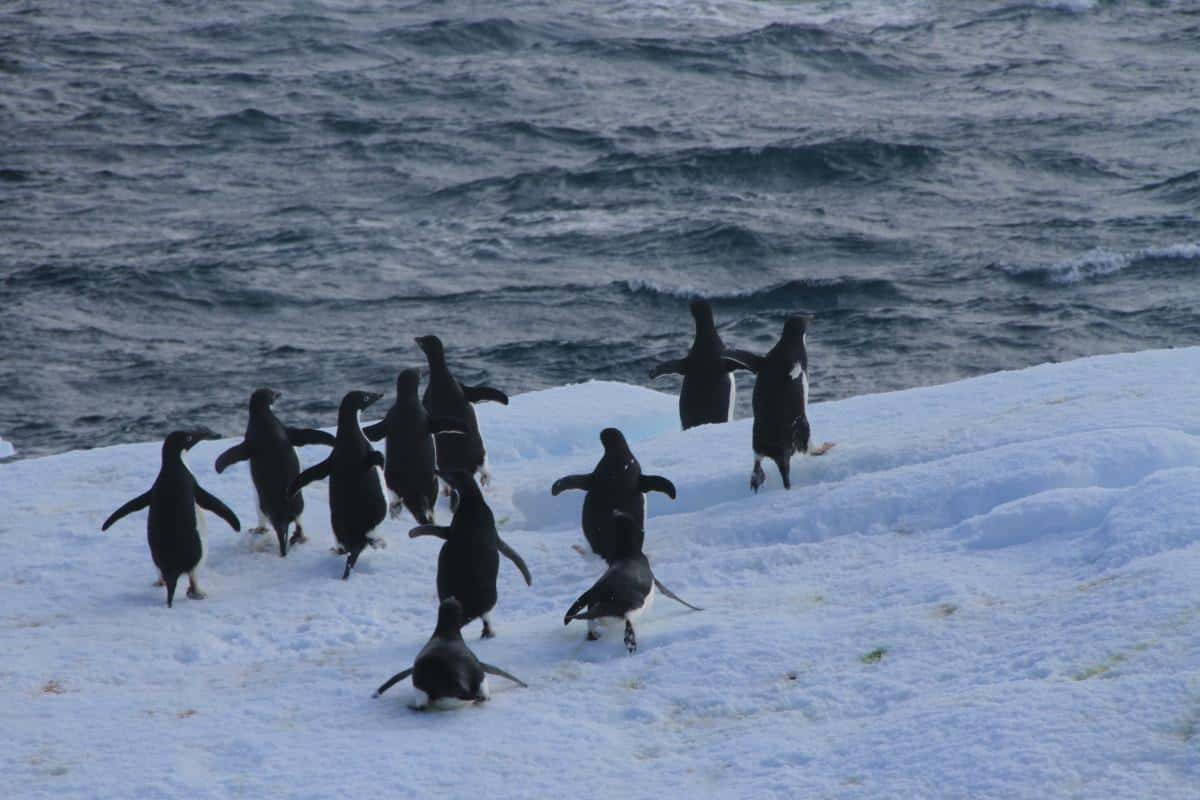 Adelie Penguins making a run for it as a tall ship comes through at 6 knots.