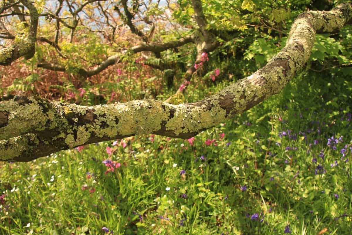 Devon coastal woods - Seasickness cure - hug an oak tree