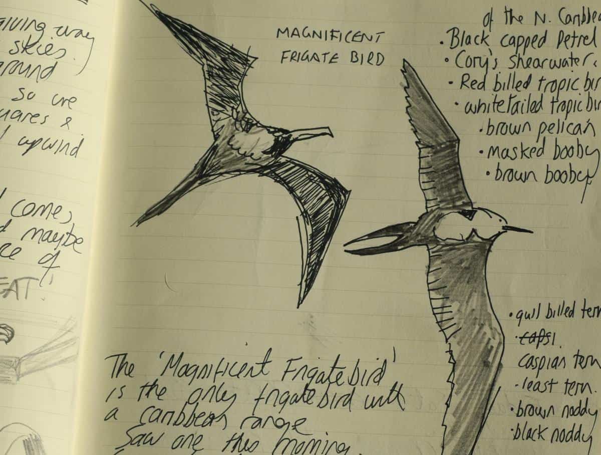 'Magnificent frigate bird' sketch