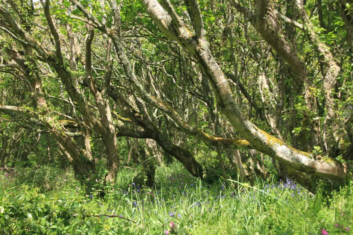 bluebell woods in the Helford countryside