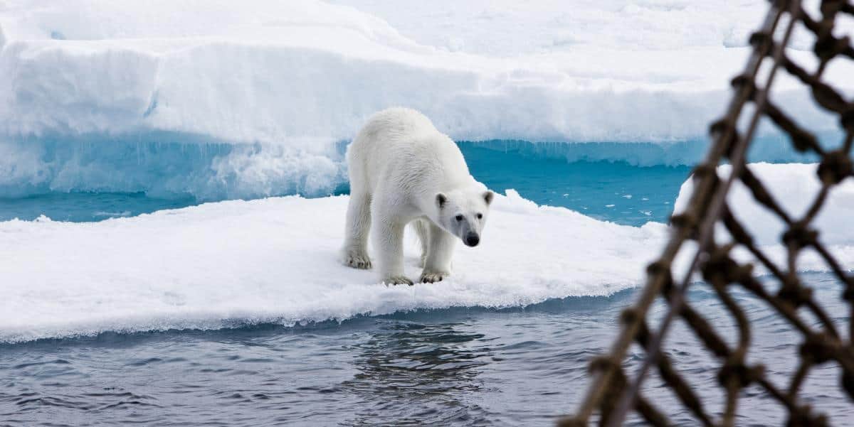 Polar Bear from Tall Ship Antigua