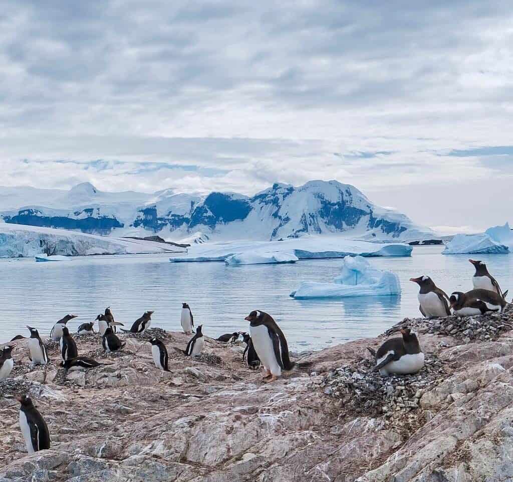 Tecla sailing Antarctic, penguins icebergs.