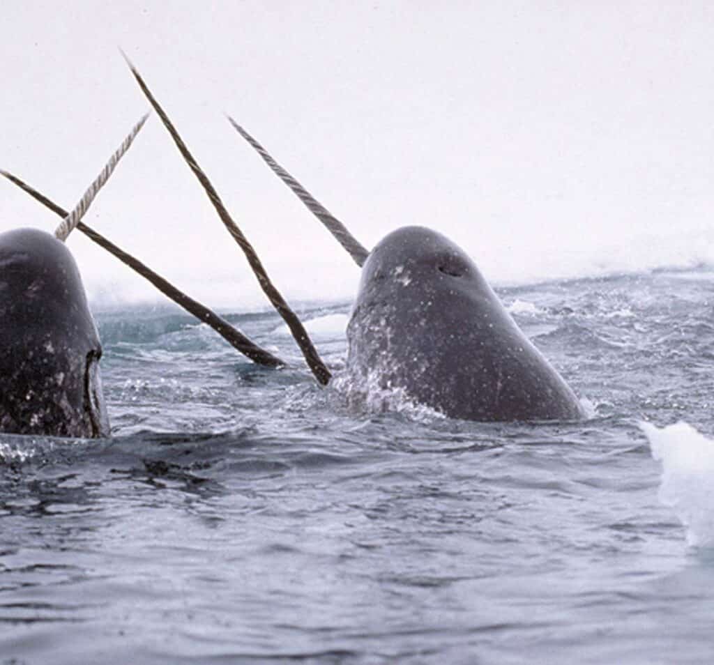 A group of narwhals with their tusks out of the water in a grey sea, with ice behind. See Arctic wildlife from a traditional sailing ship with a polar adventure holiday through Classic Sailing