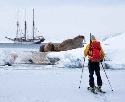 Linden on a sailing and scientific expedition in Svalbard. Linden anchored in the background, with a skier approaching walrus in the foreground. Join Linden through Classic Sailing
