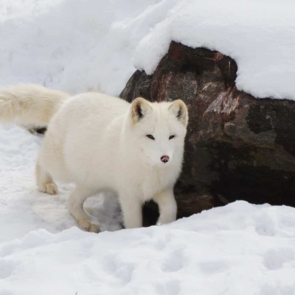 An arctic fox in white winter coat. See Svalbard's amazing wildlife on an expedition adventure with classic sailing.