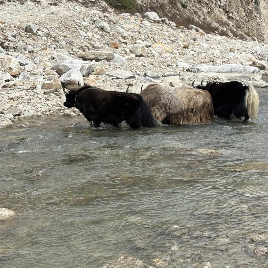 Yakas at Birenda Tal